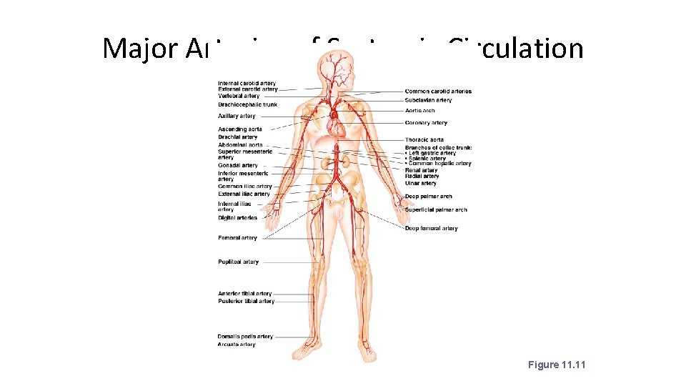 Major Arteries of Systemic Circulation Figure 11. 11 