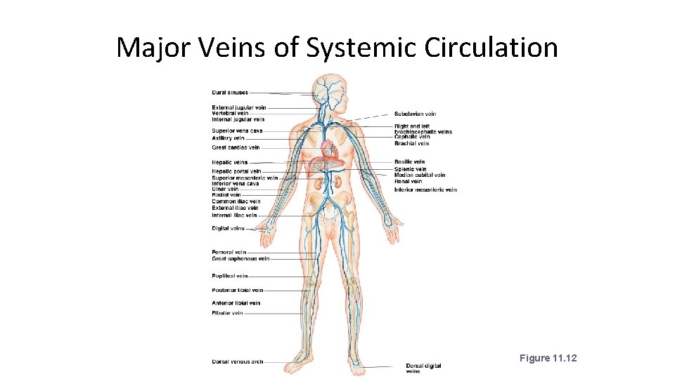 Major Veins of Systemic Circulation Figure 11. 12 