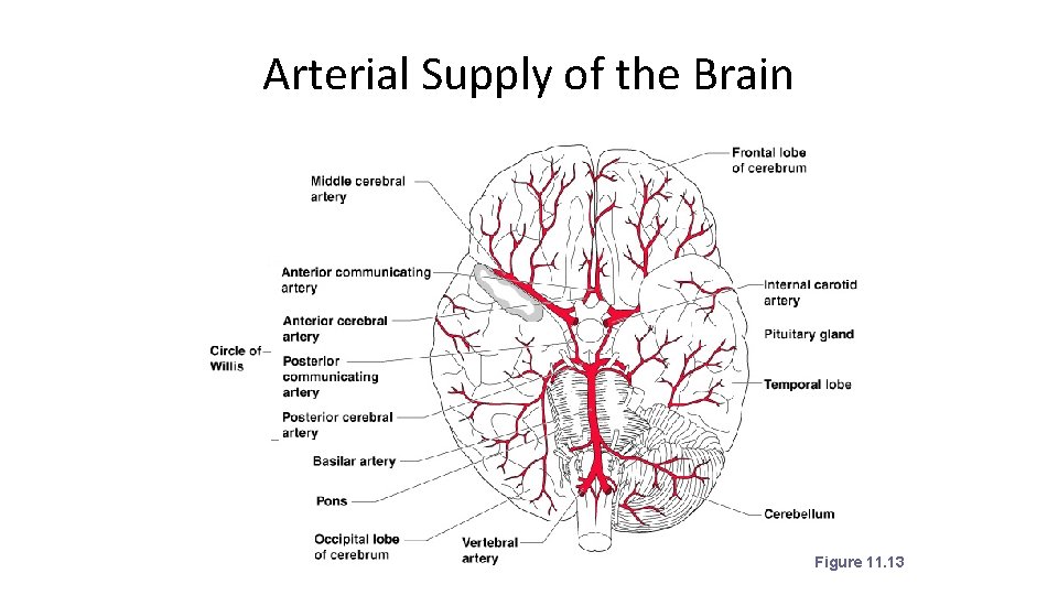 Arterial Supply of the Brain Figure 11. 13 