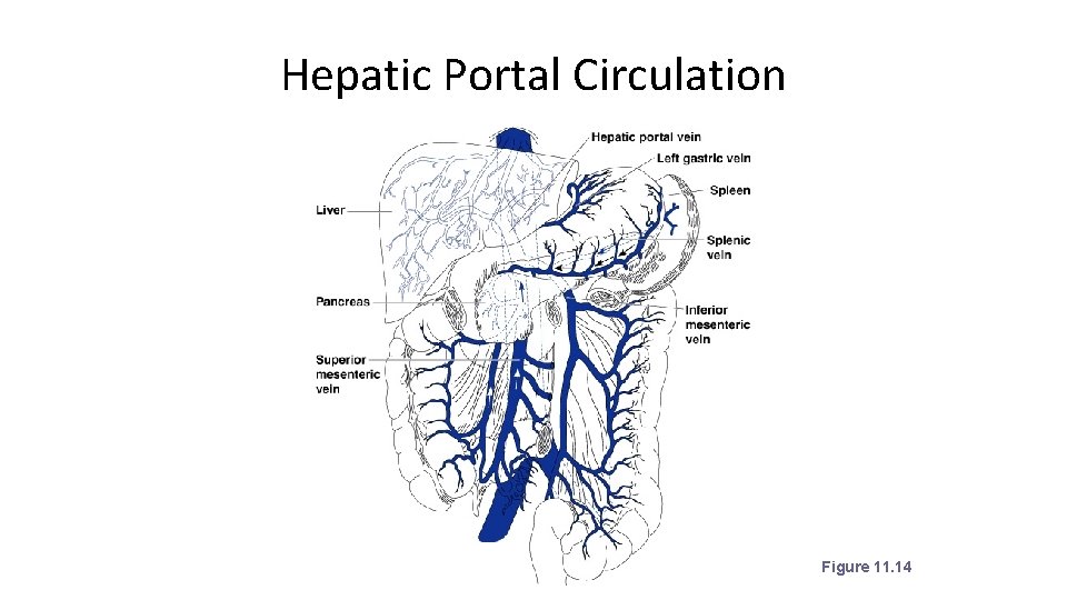 Hepatic Portal Circulation Figure 11. 14 