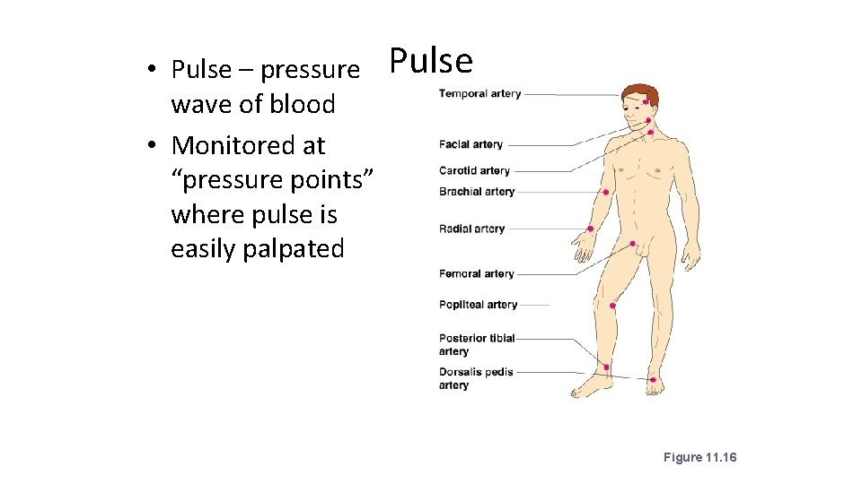  • Pulse – pressure wave of blood • Monitored at “pressure points” where
