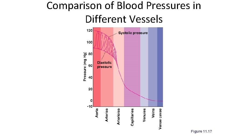 Comparison of Blood Pressures in Different Vessels Figure 11. 17 