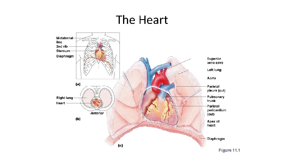 The Heart Figure 11. 1 