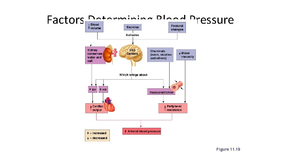 Factors Determining Blood Pressure Figure 11. 19 