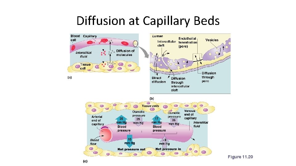 Diffusion at Capillary Beds Figure 11. 20 