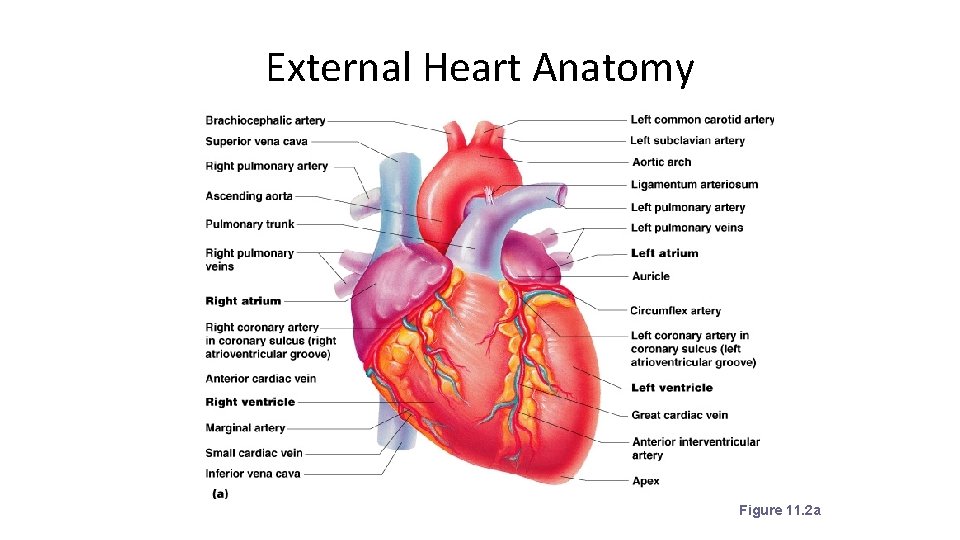 External Heart Anatomy Figure 11. 2 a 