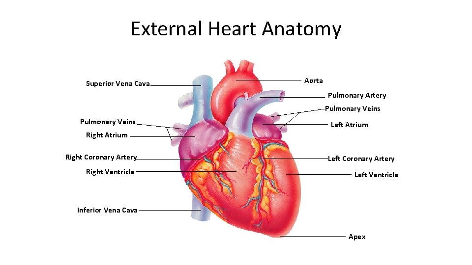 External Heart Anatomy Superior Vena Cava Aorta Pulmonary Artery Pulmonary Veins Left Atrium Right