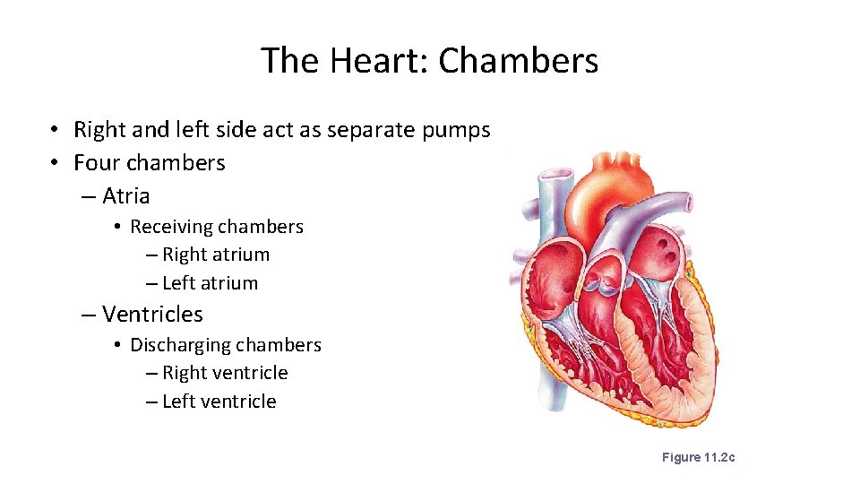 The Heart: Chambers • Right and left side act as separate pumps • Four