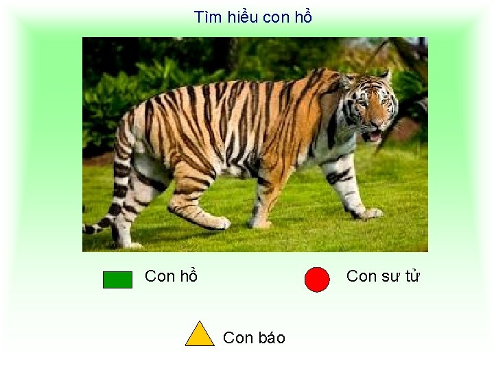 Tìm hiểu con hổ Con sư tử Con báo 