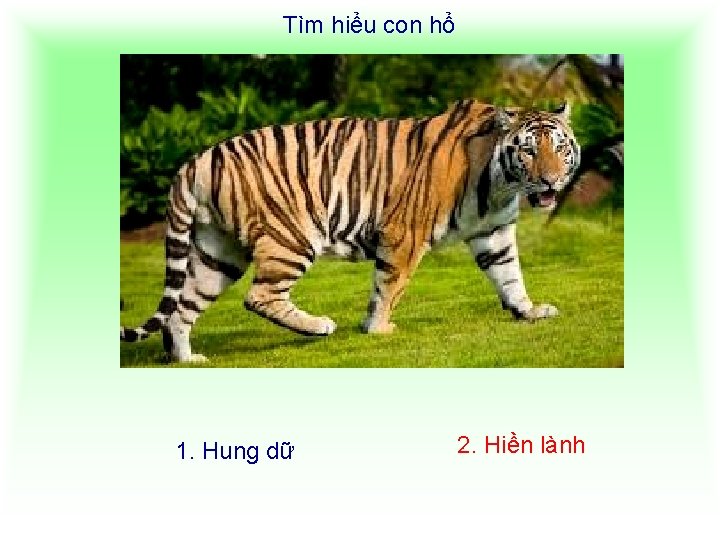 Tìm hiểu con hổ 1. Hung dữ 2. Hiền lành 