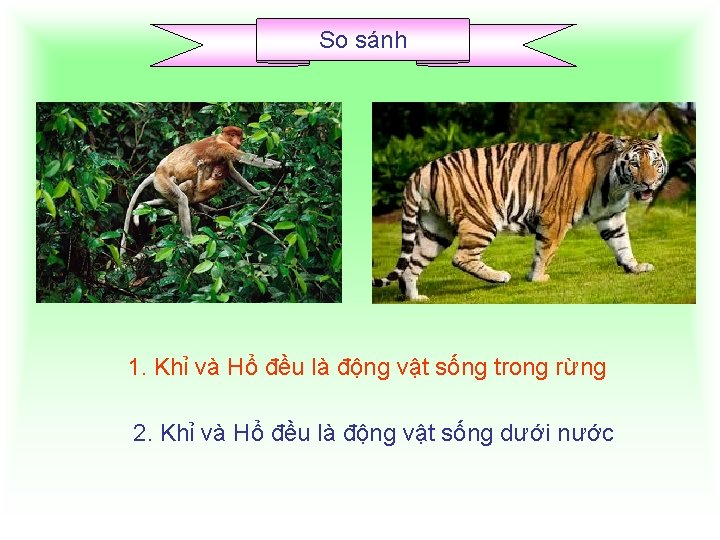 So sánh 1. Khỉ và Hổ đều là động vật sống trong rừng 2.