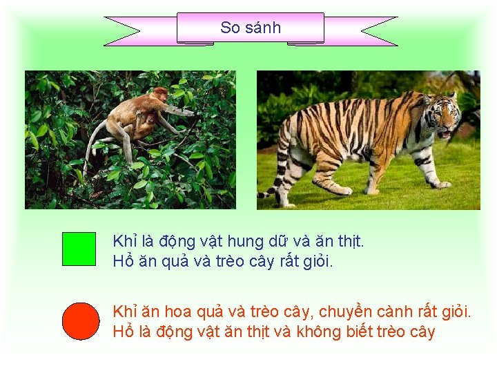 So sánh Khỉ là động vật hung dữ và ăn thịt. Hổ ăn quả