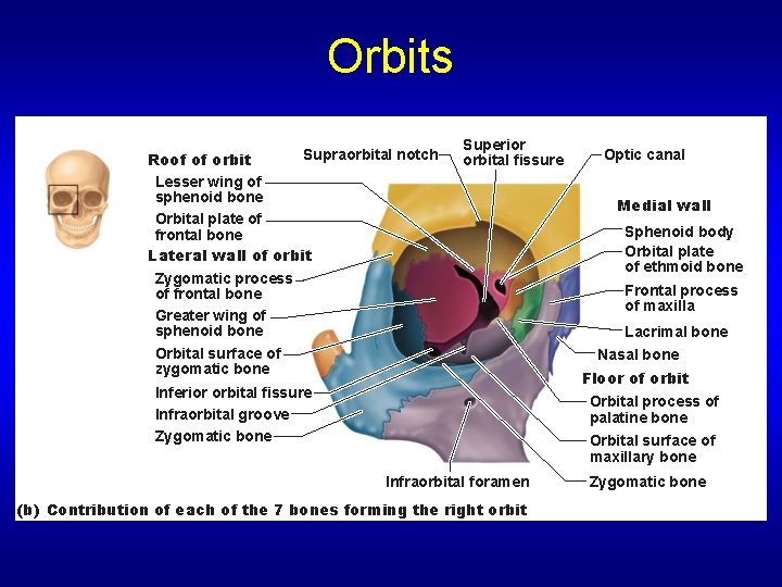 Orbits Supraorbital notch Roof of orbit Lesser wing of sphenoid bone Orbital plate of