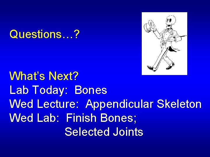 Questions…? What’s Next? Lab Today: Bones Wed Lecture: Appendicular Skeleton Wed Lab: Finish Bones;