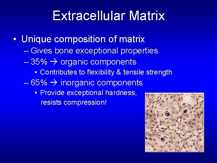 Extracellular Matrix • Unique composition of matrix – Gives bone exceptional properties – 35%