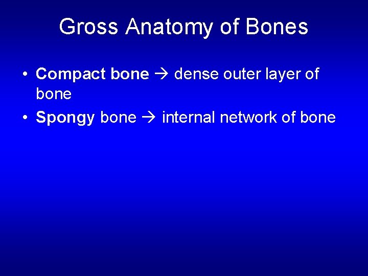 Gross Anatomy of Bones • Compact bone dense outer layer of bone • Spongy