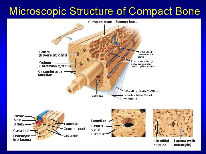 Microscopic Structure of Compact Bone Compact bone Central (Haversian) canal Spongy bone Perforating (Volkmann’s)