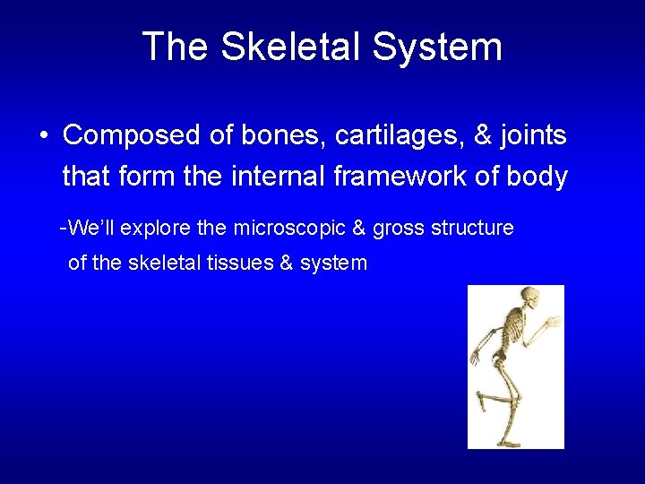 The Skeletal System • Composed of bones, cartilages, & joints that form the internal