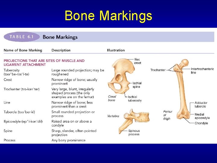 Bone Markings 