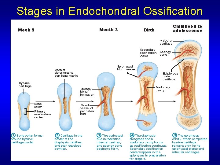 Stages in Endochondral Ossification Month 3 Week 9 Childhood to adolescence Birth Articular cartilage