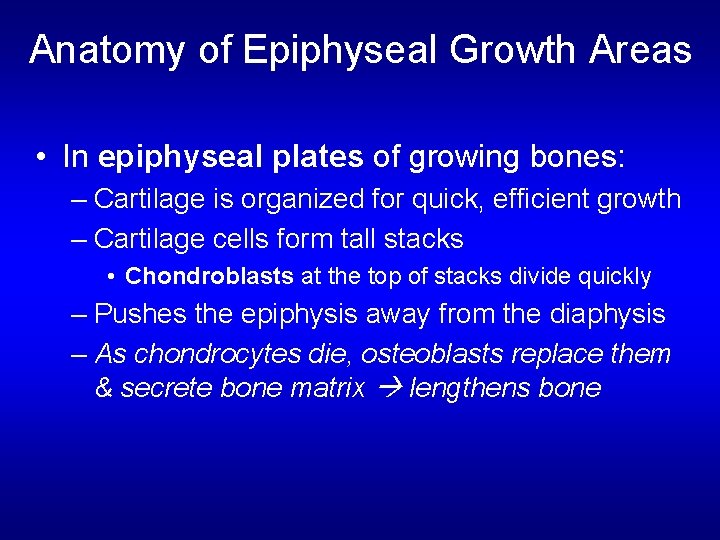 Anatomy of Epiphyseal Growth Areas • In epiphyseal plates of growing bones: – Cartilage