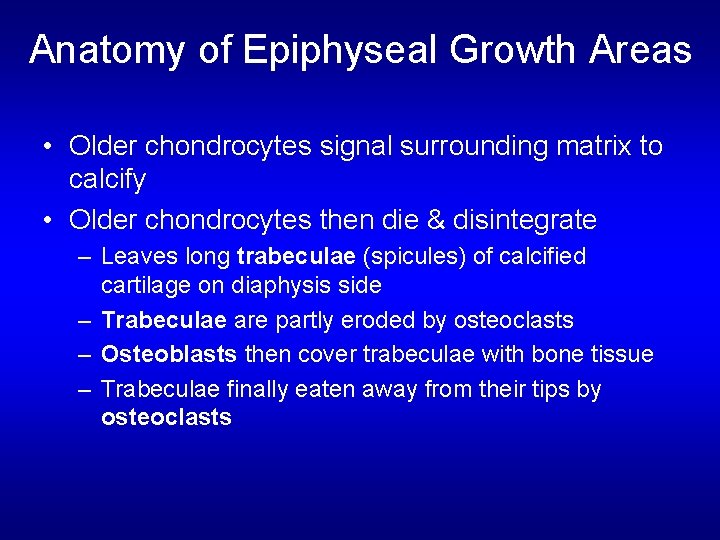 Anatomy of Epiphyseal Growth Areas • Older chondrocytes signal surrounding matrix to calcify •