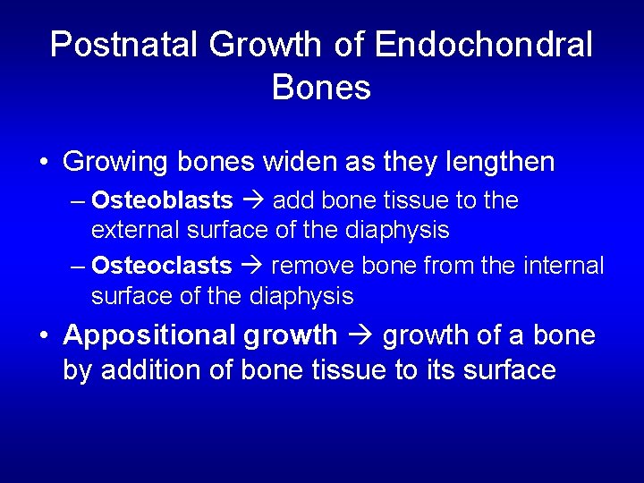 Postnatal Growth of Endochondral Bones • Growing bones widen as they lengthen – Osteoblasts