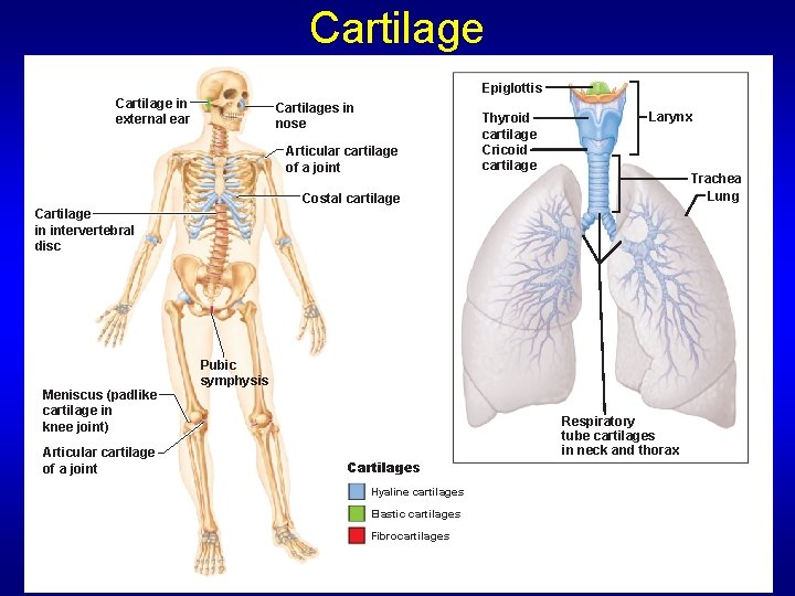 Cartilage Epiglottis Cartilage in external ear Cartilages in nose Articular cartilage of a joint