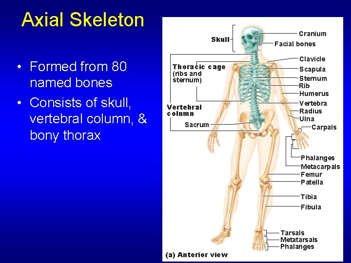 Axial Skeleton Skull • Formed from 80 named bones • Consists of skull, vertebral