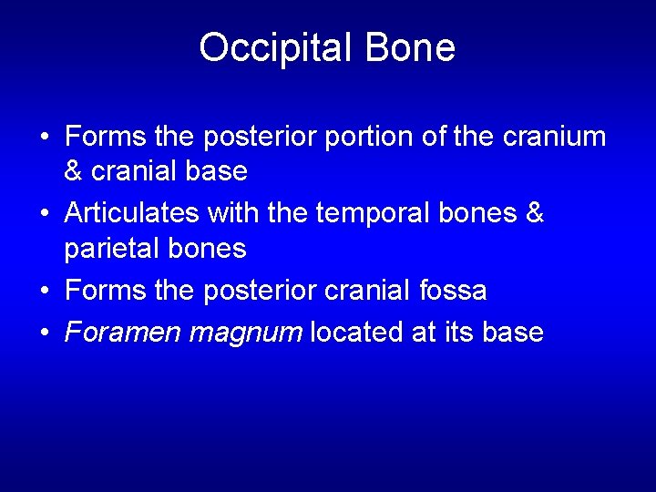 Occipital Bone • Forms the posterior portion of the cranium & cranial base •