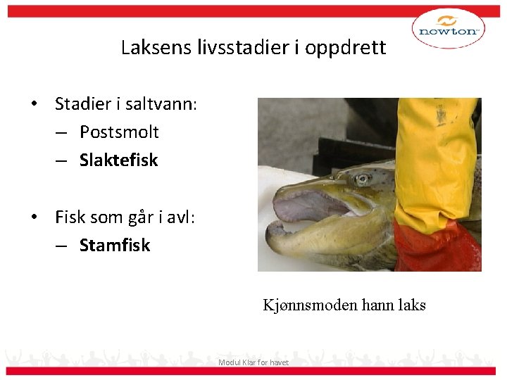 Laksens livsstadier i oppdrett • Stadier i saltvann: – Postsmolt – Slaktefisk • Fisk