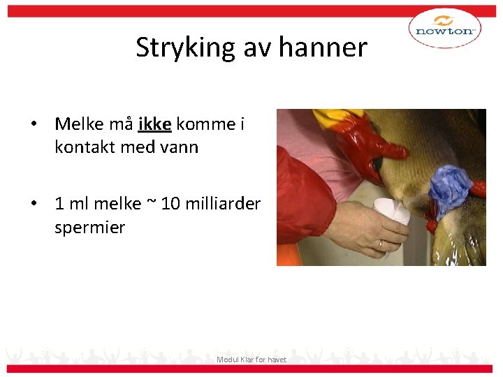 Stryking av hanner • Melke må ikke komme i kontakt med vann • 1