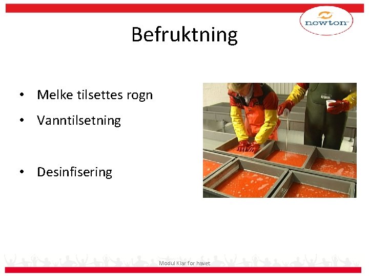 Befruktning • Melke tilsettes rogn • Vanntilsetning • Desinfisering Modul Klar for havet 