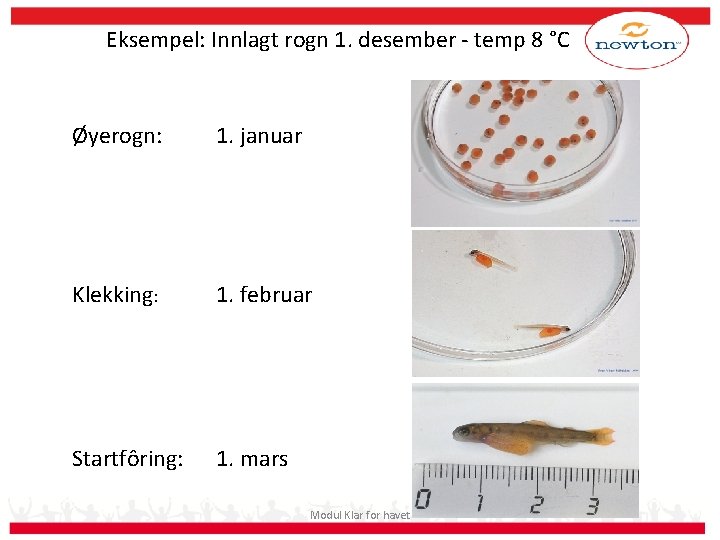 Eksempel: Innlagt rogn 1. desember - temp 8 °C Øyerogn: 1. januar Klekking: 1.