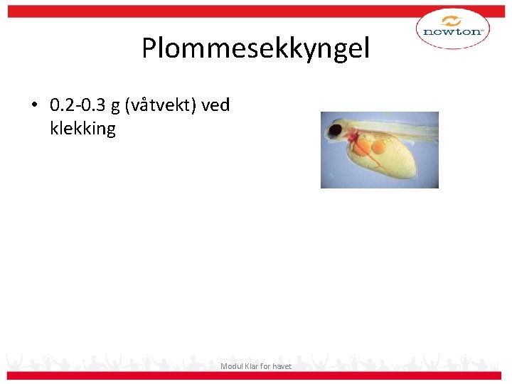 Plommesekkyngel • 0. 2 -0. 3 g (våtvekt) ved klekking Modul Klar for havet