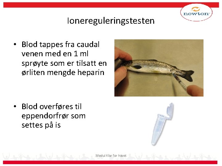 Ionereguleringstesten • Blod tappes fra caudal venen med en 1 ml sprøyte som er