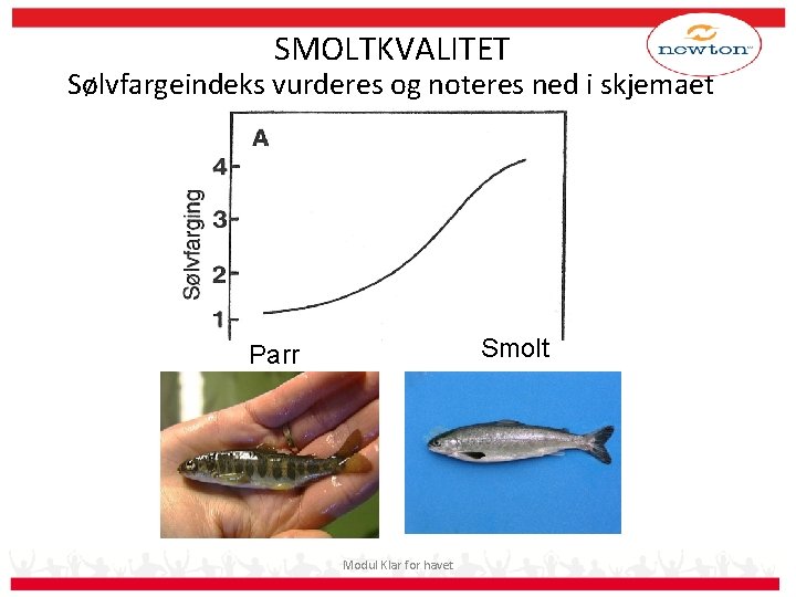 SMOLTKVALITET Sølvfargeindeks vurderes og noteres ned i skjemaet Smolt Parr Modul Klar for havet