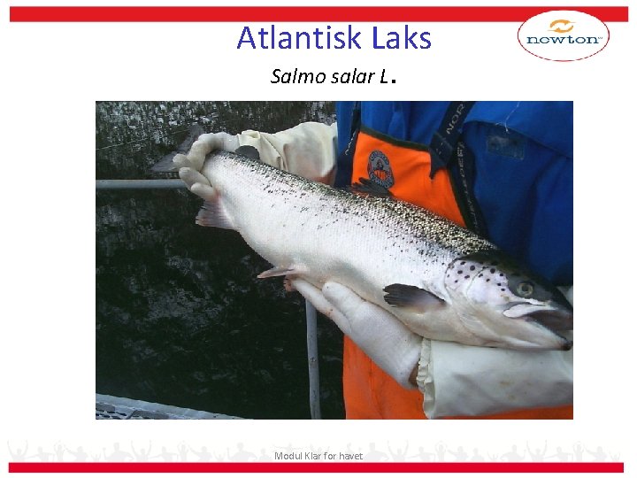 Atlantisk Laks Salmo salar L. Modul Klar for havet 