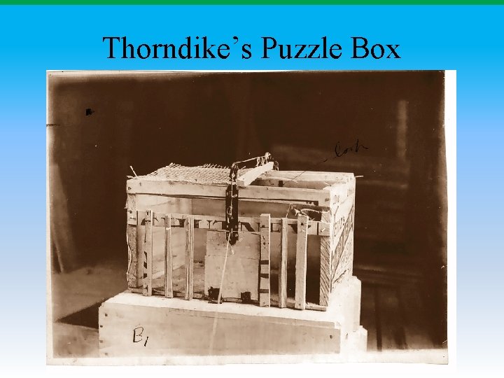 Thorndike’s Puzzle Box 