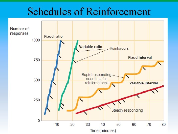 Schedules of Reinforcement 