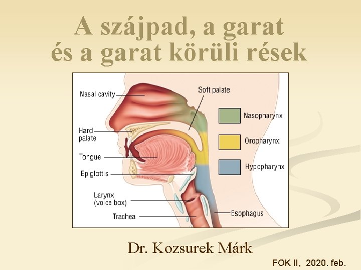 A szájpad, a garat és a garat körüli rések Dr. Kozsurek Márk FOK II,