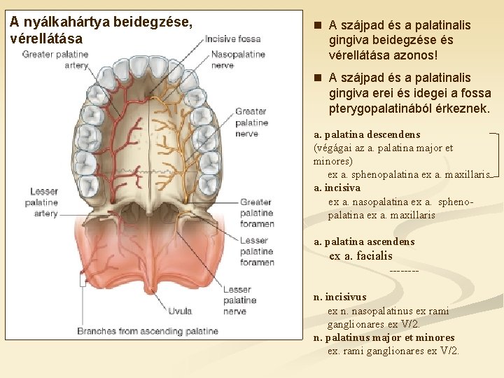 A nyálkahártya beidegzése, vérellátása n A szájpad és a palatinalis gingiva beidegzése és vérellátása