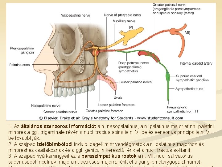 1. Az általános szenzoros információt a n. nasopalatinus, a n. palatinus major et nn.