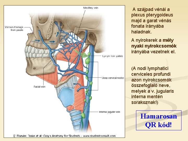 A szájpad vénái a plexus pterygoideus majd a garat vénás fonata irányába haladnak. A