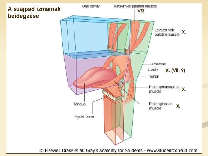 A szájpad izmainak beidegzése V/3. X. Uvula X. (VII. ? ) X. X. 