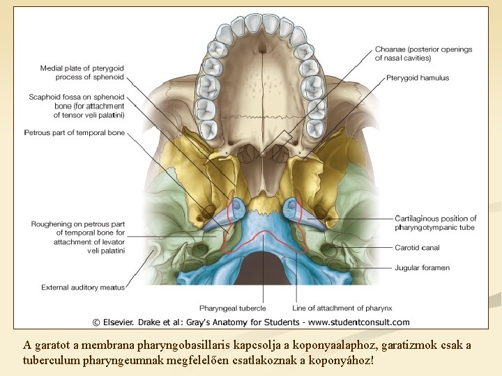 A garatot a membrana pharyngobasillaris kapcsolja a koponyaalaphoz, garatizmok csak a tuberculum pharyngeumnak megfelelően