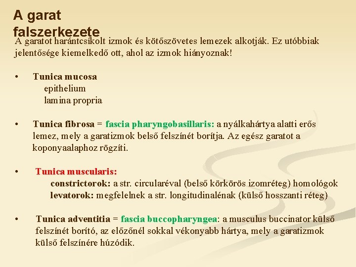 A garat falszerkezete A garatot harántcsíkolt izmok és kötőszövetes lemezek alkotják. Ez utóbbiak jelentősége