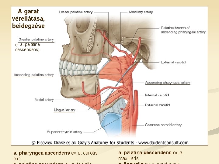 A garat vérellátása, beidegzése (= a. palatina descendens) a. pharyngea ascendens ex a. carotis