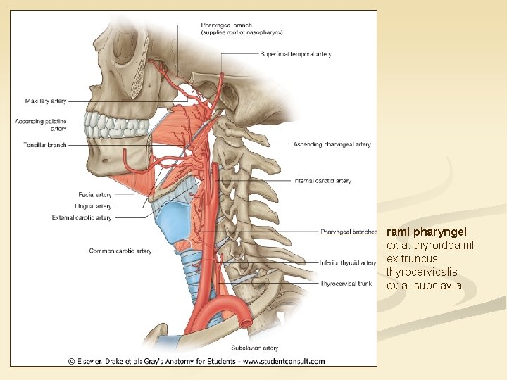 rami pharyngei ex a. thyroidea inf. ex truncus thyrocervicalis ex a. subclavia 