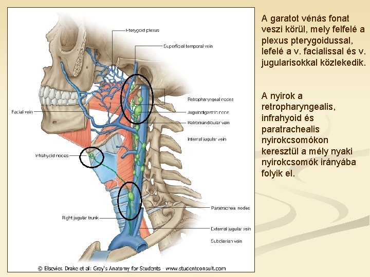 A garatot vénás fonat veszi körül, mely felfelé a plexus pterygoidussal, lefelé a v.